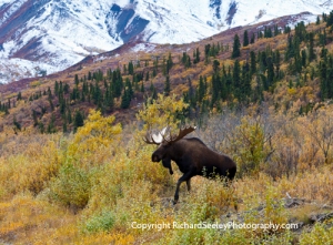 Moose Emerging