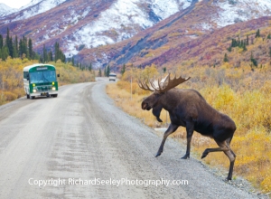 Tourist Buses Make Way for Bull Moose