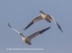 Snow Geese Double