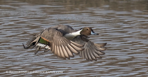 Pintail In A Panic
