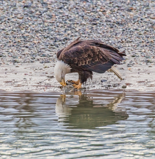 Savory Salmon - A bald eagle and its reflection consume a salmon on the beach of the Chilkat River. Haines, Alaska.